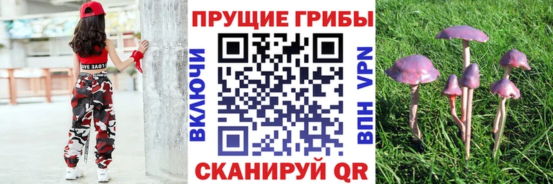 Псилоцибиновые грибы GOLDEN TEACHER  Купить  Красный Холм 